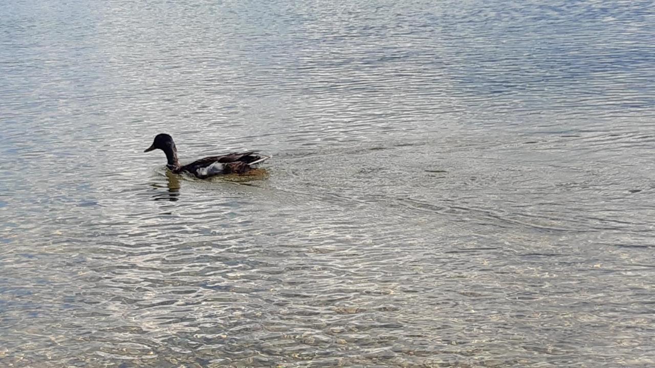 Wildente Am See Maishofen Εξωτερικό φωτογραφία